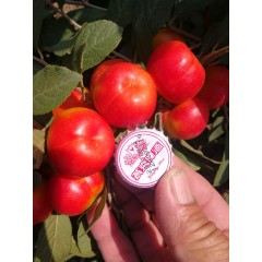 鈣果 農(nóng)大6號(hào)樹苗果樹苗木【郵政發(fā)貨、10棵起發(fā)貨】