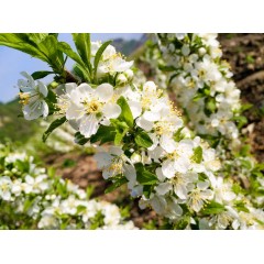 鈣果 農(nóng)大7號樹苗果樹苗木【郵政發(fā)貨、10棵起發(fā)貨】