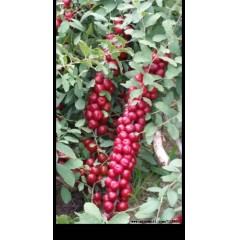 農(nóng)大鈣果4號果樹苗木【郵政發(fā)貨、10棵起發(fā)貨】