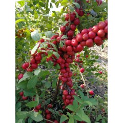 農(nóng)大鈣果4號果樹苗木【郵政發(fā)貨、10棵起發(fā)貨】