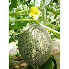 一只長在吐魯番的哈密瓜，西州蜜25號又叫“酥蜜25號”濃郁香甜，甜度驚人?。。? width=