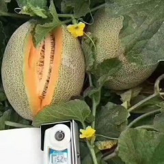 一只長在吐魯番的哈密瓜，西州蜜25號又叫“酥蜜25號”濃郁香甜，甜度驚人?。?！