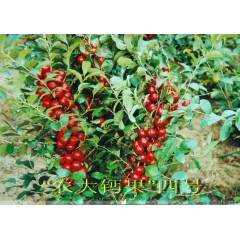 農(nóng)大鈣果苗木農(nóng)大4號(hào)、農(nóng)大6號(hào)、’‘農(nóng)大7號(hào)’樹苗【郵政發(fā)貨、10棵起發(fā)貨】