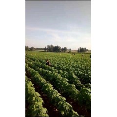 蘇子訂單農(nóng)業(yè) 訂單種植 蘇子葉、蘇子籽 回收收購